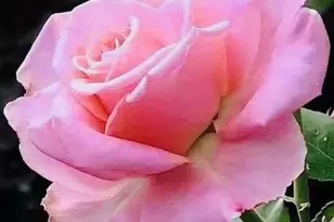 6211 Guilford Dr, Alexandria, VA 22310 - Photo 55