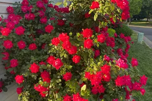 13480 Stanton Pl, Herndon, VA 20171 - Photo 5