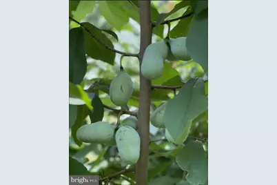 4035 Taylor Drive, Fairfax, VA 22032 - Photo 51