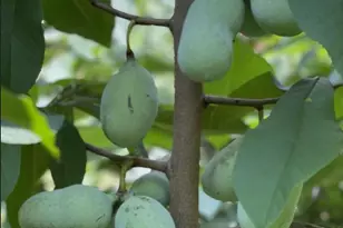 4035 Taylor Dr, Fairfax, VA 22032 - Photo 51