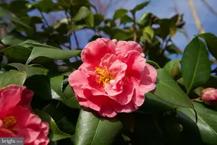 7204 Regent Dr, Alexandria, VA 22307 - Photo 41