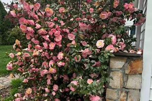 9720 Five Oaks Rd, Fairfax, VA 22031 - Photo 59