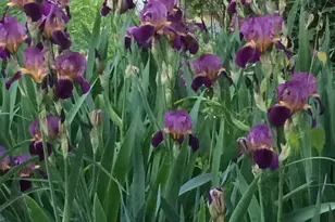 513 Springvale Rd, Great Falls, VA 22066 - Photo 93