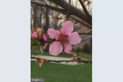 513 Springvale Road, Great Falls, VA 22066 - Photo 95