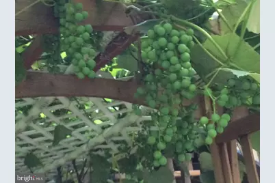 513 Springvale Road, Great Falls, VA 22066 - Photo 91