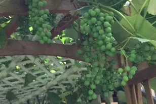 513 Springvale Rd, Great Falls, VA 22066 - Photo 91