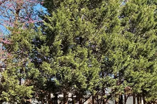 2753 Woodlawn Ave, Falls Church, VA 22042 - Photo 3