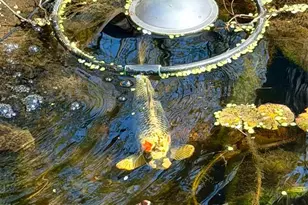 1921 Ware Rd, Falls Church, VA 22043 - Photo 11