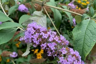 9605 Bronte Dr, Fairfax, VA 22032 - Photo 67