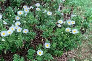 9605 Bronte Dr, Fairfax, VA 22032 - Photo 79