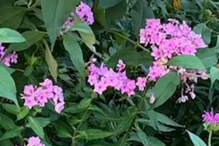 9605 Bronte Dr, Fairfax, VA 22032 - Photo 71