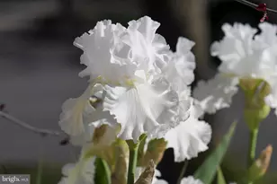 13132 Thornapple Pl, Herndon, VA 20171 - Photo 63