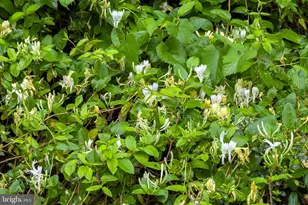 8608 Queen Elizabeth Blvd, Annandale, VA 22003 - Photo 67