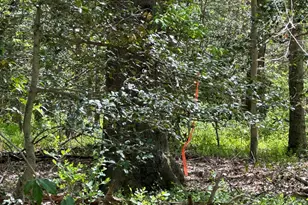 6001 Evergreen Trail, Lorton, VA 22079 - Photo 3