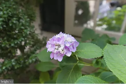 6659 Madison McLean Drive N, McLean, VA 22101 - Photo 29