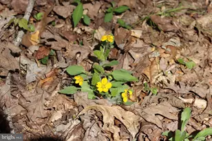 1185 Belle Meade Rd, Bumpass, VA 23024 - Photo 99