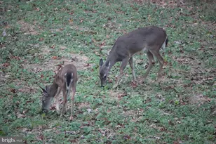 1185 Belle Meade Rd, Bumpass, VA 23024 - Photo 117