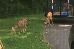 22247 Watson Rd, Leesburg, VA 20175 - Photo 49