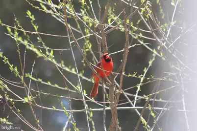 22247 Watson Road, Leesburg, VA 20175 - Photo 51