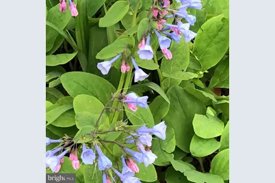 12080 Axline Road, Lovettsville, VA 20180 - Photo 51