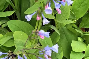 12080 Axline Rd, Lovettsville, VA 20180 - Photo 51