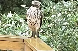 12080 Axline Rd, Lovettsville, VA 20180 - Photo 49