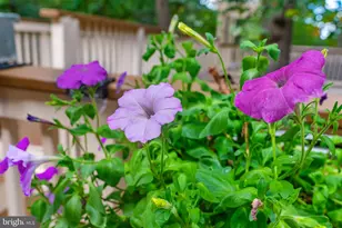 20503 Tanager Pl, Leesburg, VA 20175 - Photo 23