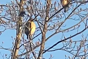 47501 Sharpskin Island Square, Sterling, VA 20165 - Photo 5