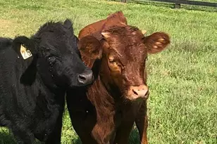 22887 Hopeful Ln, Middleburg, VA 20117 - Photo 19