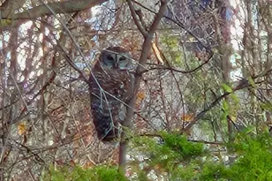 622 Curtin Pl SE, Leesburg, VA 20175 - Photo 27