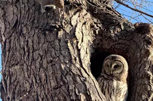 43287 Warwick Hills Ct, Leesburg, VA 20176 - Photo 53