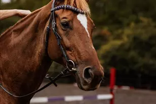 19606 Ridgeside Rd, Bluemont, VA 20135 - Photo 73