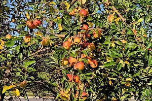 42134 Autumn Rain Circle, Brambleton, VA 20148 - Photo 51