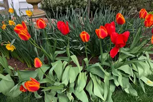 604 Elliot Dr, Purcellville, VA 20132 - Photo 65