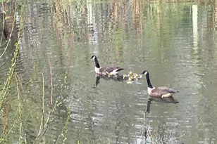 22247 Watson Rd, Leesburg, VA 20175 - Photo 53