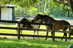 19255 Telegraph Springs Rd, Purcellville, VA 20132 - Photo 13