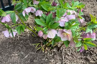 42459 Belmont Glen Pl, Ashburn, VA 20148 - Photo 73