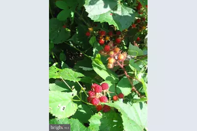 33 E Circle Road, Madison, VA 22727 - Photo 15