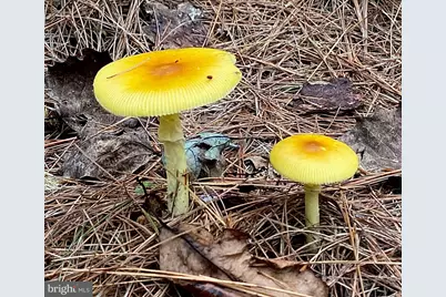 4601 S. Blue Ridge Turnpike, Rochelle, VA 22738 - Photo 43