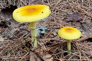 4601 S Blue Ridge Turnpike, Rochelle, VA 22738 - Photo 43