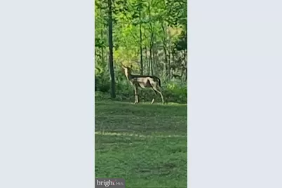 804 Buggy, Rochelle, VA 22738 - Photo 41