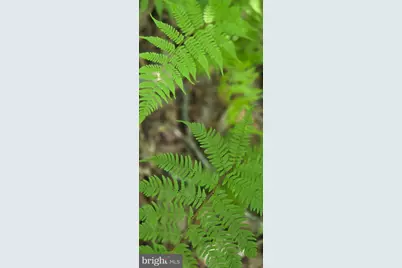0 Thoroughfare Rd #LOT 1, Brightwood, VA 22701 - Photo 7