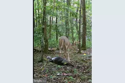 Big Woods Road, Church Hill, MD 21623 - Photo 1