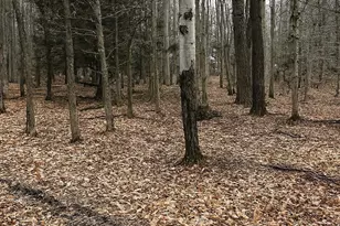 Timberlane Dr & Tamarack Trail, Albrightsville, PA 18210 - Photo 1