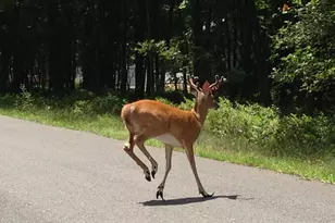 R27Hf Oak Glade Rd, Albrightsville, PA 18210 - Photo 1