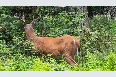  Lot 528 Hummingbird Lane, Hawley, PA 18428 - Photo 1