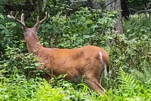 Lot 528 Hummingbird Ln, Hawley, PA 18428 - Photo 1