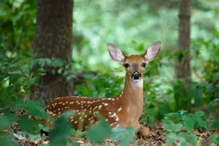 Lot 11 Wild Cherry Ln 11, Tobyhanna, PA 18466 - Photo 1