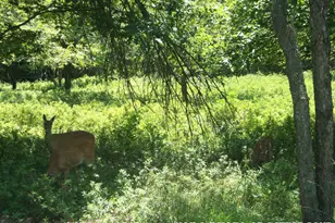 Ap17F Navajo Trail, Albrightsville, PA 18210 - Photo 1