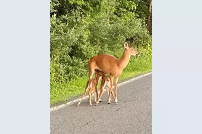  71 Dogwood Drive, Jim Thorpe, PA 18229 - Photo 25